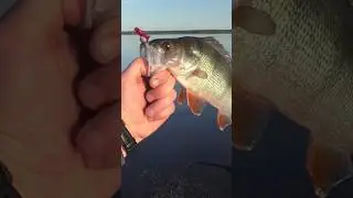 Эти приманки от лопает всегда.Ловля окуня на джиг. #fishing #освея #джиг #рыбалкавиюле #perch