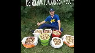 Сбор грибов от 03.09.2017! Багажник грибов за 3часа!!!Так много маслят я давно не видел!