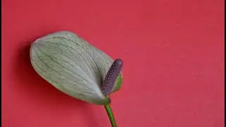 Антуриум уход. Корни антуриума, листья и цветы. Рекомендации по уходу