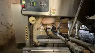 Farm Milking Machine in Work: Successful Milking: Milking Machine in Good Working Order