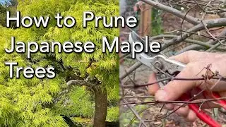 Pruning Weeping Japanese Maples - How and When to Trim / - Instructional Video / Demo.
