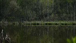 Nikon Z50 4k video