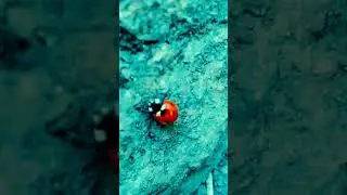 СКАЛОЛАЗ🐞..