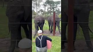 Was not expecting this 🐘🐘🥰
