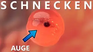 Schnecken | 24mm Laowa Macro Probe Objektiv