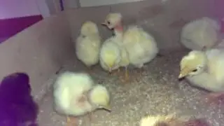 Курчатка))