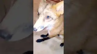 Мистер лис 