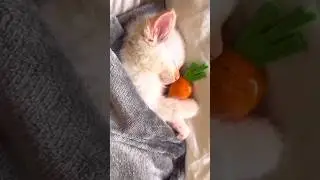 wow 😻 sleeping beautiful cats 💖