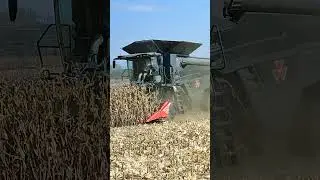 Agro.BIO Massey Ferguson IDEAL kombájn betakarítási bemutató