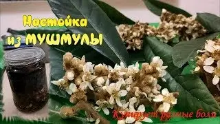 НАСТОЙКА из МУШМУЛЫ с женским секретом снимет различные боли в суставах,головных болях