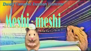 DIY - Maze for Hamster Pet / Dwarf Campbel Russian Hamster / Rod Bike