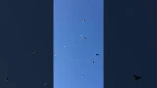ПОЛЕТ ГОЛУБЕЙ! ОКТЯБРЬ 2019