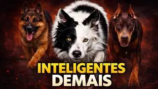 👉 THE 10 MOST INTELLIGENT DOGS IN THE WORLD (SOME ARE SCARY)