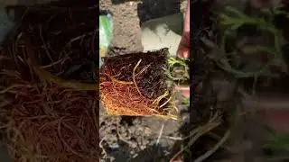 #туя