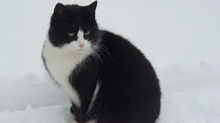 Смолячково. Корюшка. Окунь. 8 Марта.