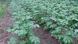 17.07.2020 - картошка колосится