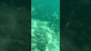 Дайвинг на острове Пхи-пхи 