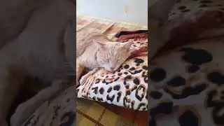 Кот спит на подушке #котики #смешныевидео #смешныекоты  🐱🐱🐱