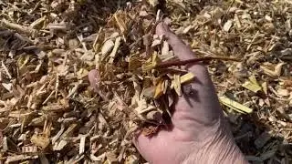 Let's make wood chips! Mulching the soil! 