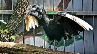 Неймовірні птахи / Incredible birds