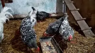 Pushkin chickens are champion egg-layers!