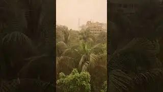 Raining Cats and Dog