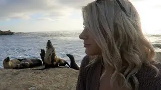 ATTACKED BY A SEA LIONS??!
