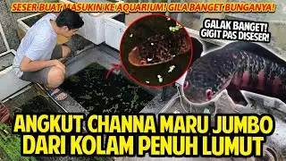 JACKPOT PARAH! ANGKUT CHANNA MARU JUMBO GALAK DARI KOLAM PENUH LUMUT! GILA BANGET BUNGANYA BANYAK!
