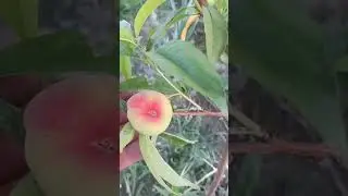 anjir shaftoli 17.05.2024