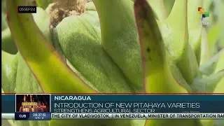 Nicaragua, introduction of new Pitahaya varieties strengthens agricultural sector