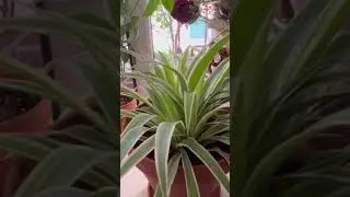 Цветы