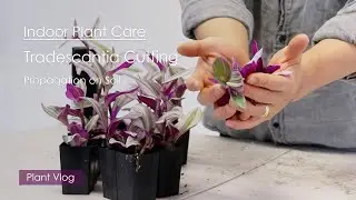 Indoor Plant Care Vlog | Tradescantia nanouk Cutting Propagation on Soil