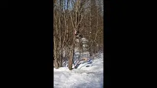 ХИТРАЯ ВОРОНА