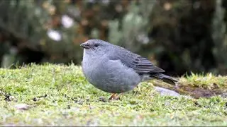 Plumbeous Sierra-finch in Ecuador.