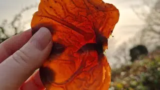 Mushroom Foraging in Devon in Winter