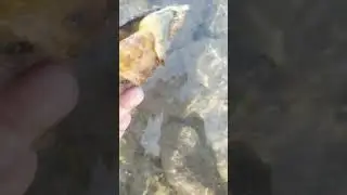 #seasnail