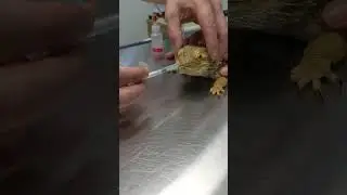 How To: Oral medications for bearded dragons/lizards