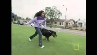 Dawg Training