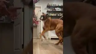This Boxer takes the gold in the pet dodging Olympics! #petdog
