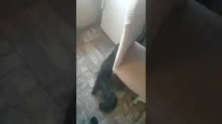 Кошка не голодная но жрать всё равно просит