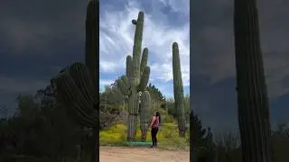 On the hunt for the big cactus (beefs) 