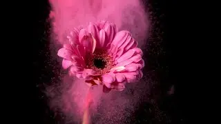 Fleurs en couleur - Fleuriste-Créateur