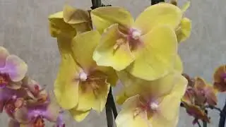 Похвастушки! Новиночки с крайнего завоза.. 😍