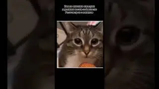 #врек #Россия #кот