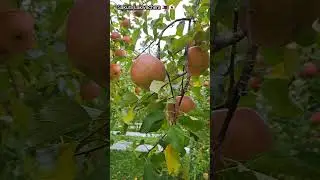 Apple Tree || Apple Fruits @sakuralakwachera9382