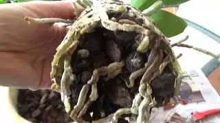 ПЕРЕСАДКА КАТТЛЕИ. КАК Я ЭТО ДЕЛАЮ. ПОПУГАИ. REPOTTING A CATTLEYA. MY WAY