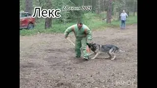 #Лекс #ВЕО