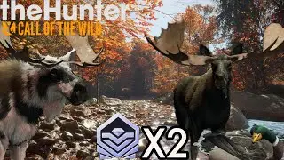 Moose Hunt On New England Mountains Single Player Leads To Crazy Chain Of Trophies