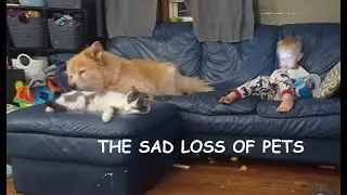 The Sad loss of pets