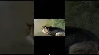 Лето в Горном Алтае. Жара.... Хорошо только на берегу Катуни.. 
